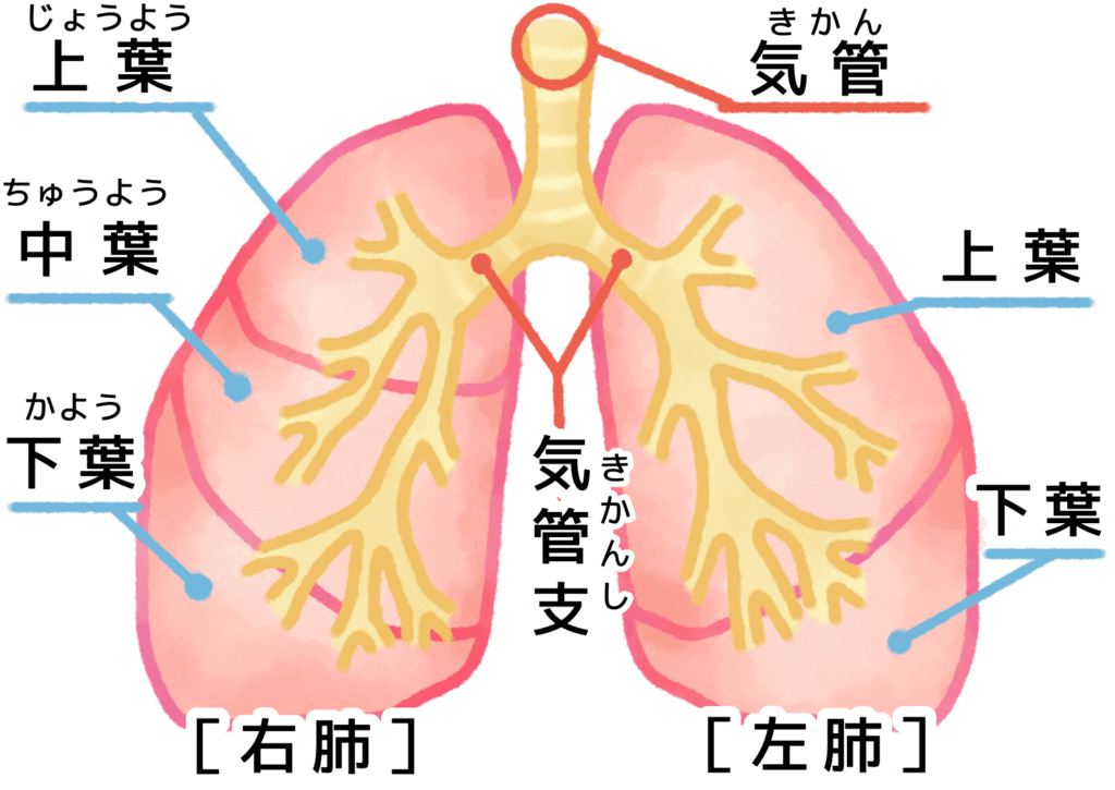 肺の構造.のイラスト